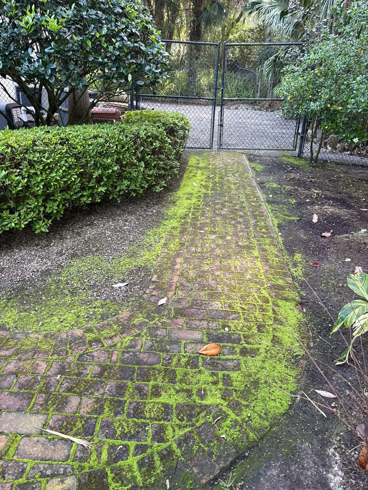 Brick walkway covered in moss before ProShine Squad cleaning